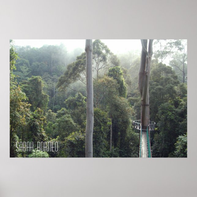 Poster Passarela de Copas das Árvores da Floresta Tropica (Frente)
