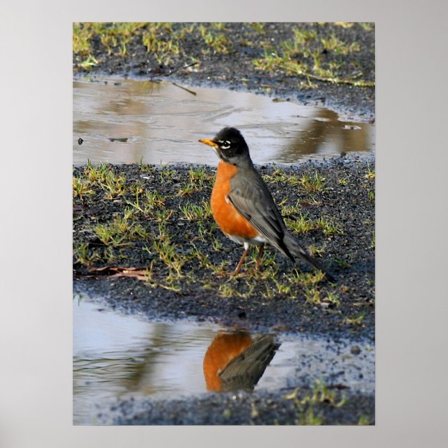 Poster passarinho (Frente)