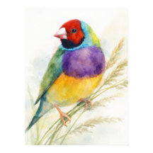 Passarinho Colorido Gouldian Finch