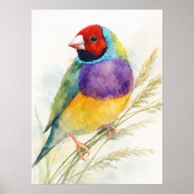 Poster Passarinho Colorido Gouldian Finch (Frente)