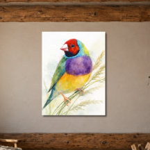 Passarinho Colorido Gouldian Finch