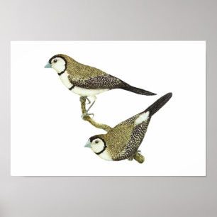 Pôster Passarinho da coruja (ambos os formulários) -