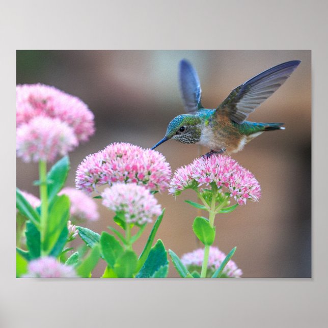 Poster Pássaro (Frente)