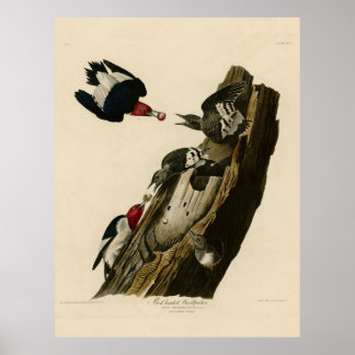 Pôster Pássaro, América, Pica-Pau Vermelho, Audubon, Vin