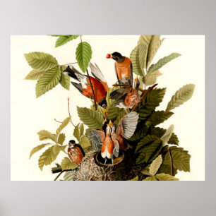 Poster Pássaro Americano Robin Wildlife