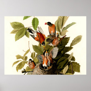 Poster Pássaro Americano Robin Wildlife