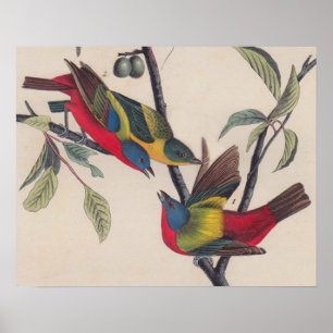 Pôster Pássaro Antiguado Pintado com Audubon