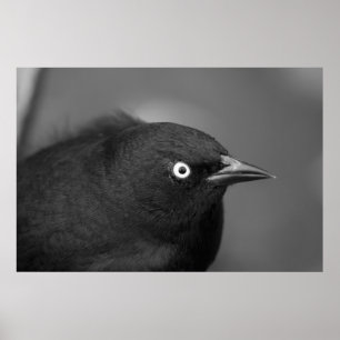 Pôster Pássaro assustador de Hitchcock