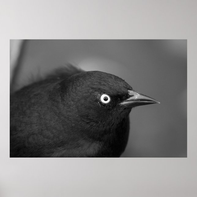 Pôster Pássaro assustador do Hitchcock (Frente)