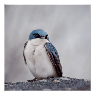 Pôster Pássaro Azul