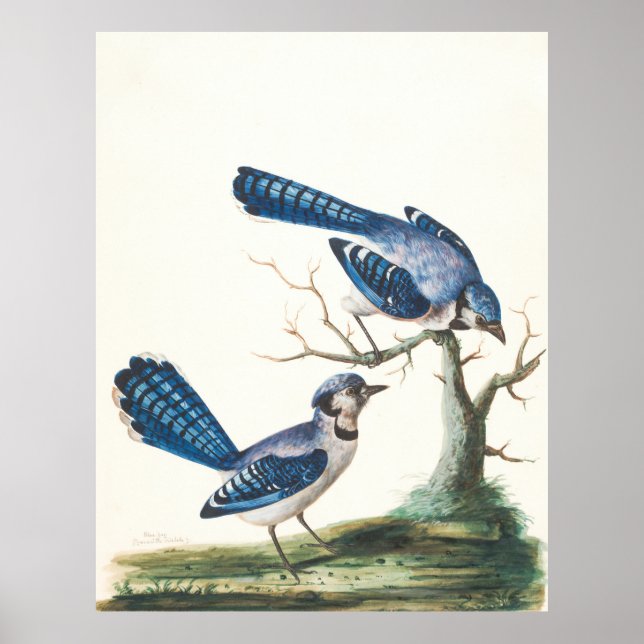 Blue Jay Poster, Zazzle