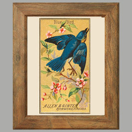 Poster Pássaro Azul, Conjunto de 8 (2 de 8) Parede de Gal