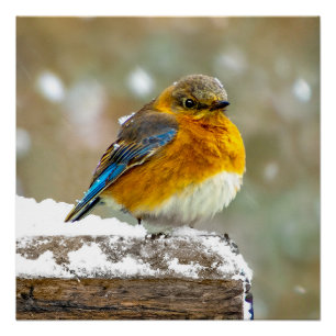 Pôster Pássaro-azul-do-leste na Neve - Fotografia Origina