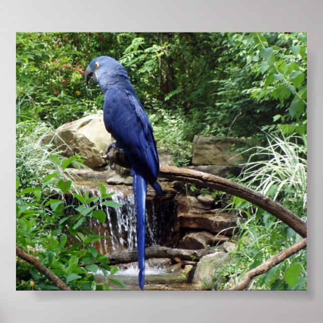 Poster Pássaro Azul do Paraíso (Frente)