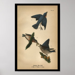 Pôster Pássaro Azul-Impressão de 1890