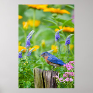 Poster Pássaro azul macho em poste de cerca em jardim de