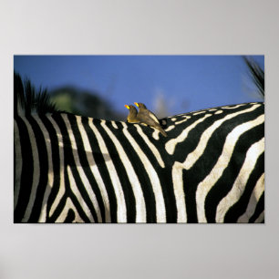 Poster Pássaro-bicho-da-bico-vermelho em uma Zebra de vol