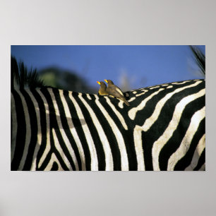 Poster Pássaro bico-vermelho em uma zebra - Zimbábue