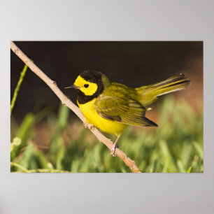 Poster Pássaro-bicudo (Wilsonia citrina)