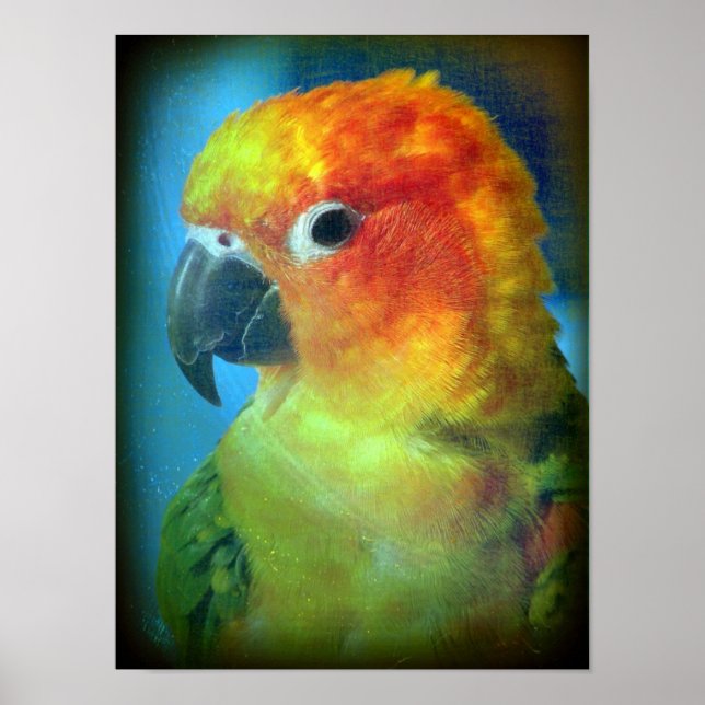 Pôster Pássaro bonito (Frente)