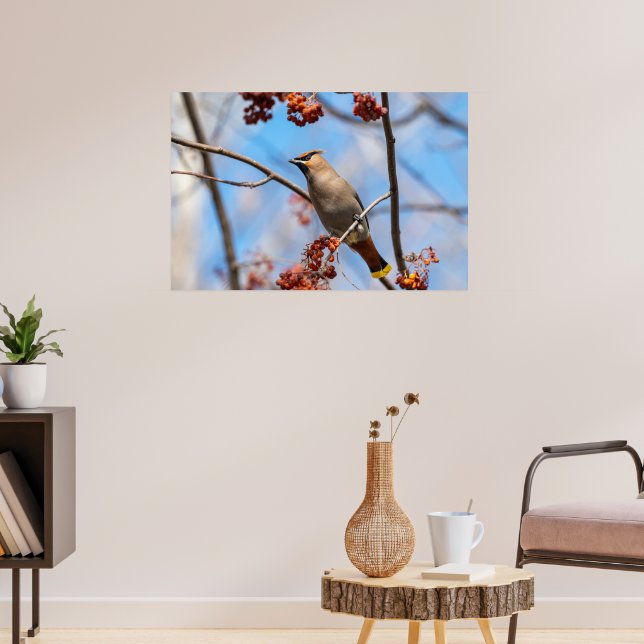 Poster Pássaro Canadiano, Waxwing Boêmian Brown (Sala de Estar 3)