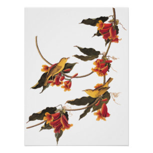 Pôster Pássaro Canino da Rathbone em Crossvine