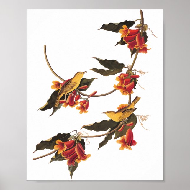 Poster Pássaro Canino da Rathbone em Crossvine (Frente)