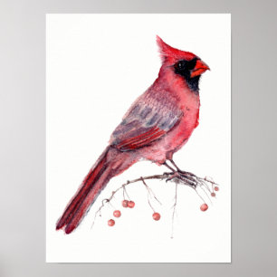 Poster Pássaro Cardinal Vermelho