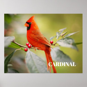 Poster Pássaro Cardinal Vermelho na Árvore