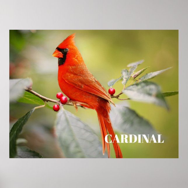 Poster Pássaro Cardinal Vermelho na Árvore (Frente)