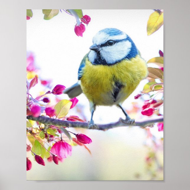 Poster Passaro Colorido (Frente)