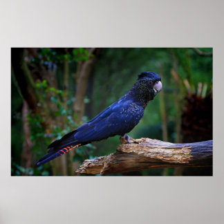 Pôster Pássaro-da-batuta