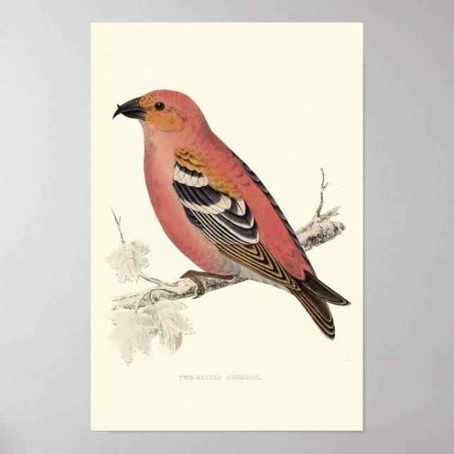 Poster Pássaro da cruz (Frente)