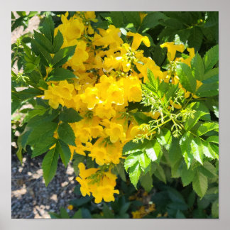 Poster Pássaro da Flor do Paraíso Foto