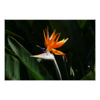 Pássaro da Flor Tropical Laranja do Paraíso