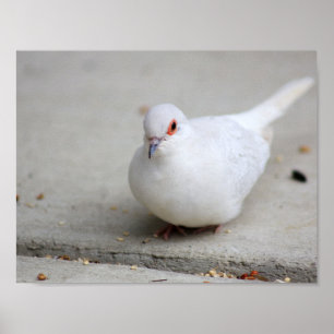 Pôster Pássaro da pomba