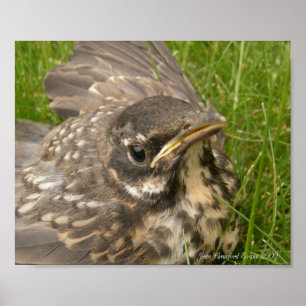 Poster Pássaro de bebê