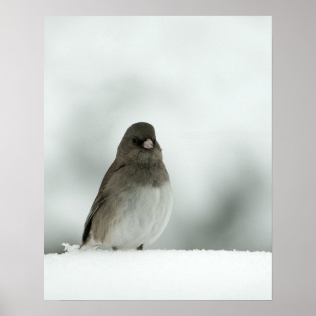 Poster Pássaro de inverno (Frente)