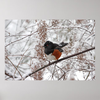 Poster Pássaro de inverno na neve