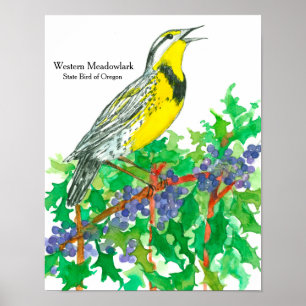 Pôster Pássaro de Meadowlark Ocidental da Aquarela