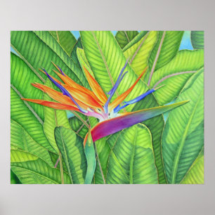 Poster Pássaro de paraíso