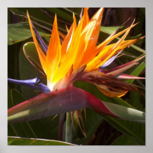 Pôster pássaro de paraíso 1