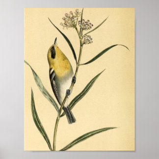 Pôster Pássaro de Warbler Amarelo Vintage
