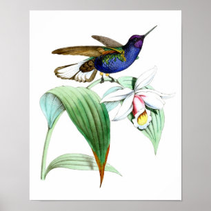 Poster Pássaro do colibri no.1 e arte botânica da pared