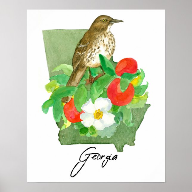 Poster Pássaro do Estado da Geórgia Tordo-marrom (Frente)