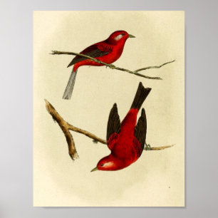 Poster Pássaro do Flycatcher do vintage