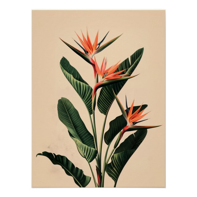 Pôster Pássaro do Paraíso (Frente)