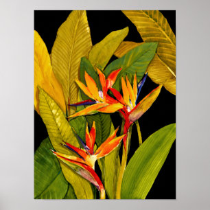 Poster Pássaro do Paraíso