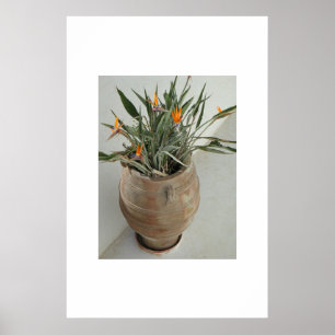 Poster Pássaro do Paraíso