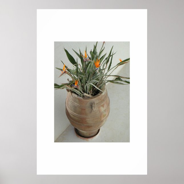 Poster Pássaro do Paraíso (Frente)